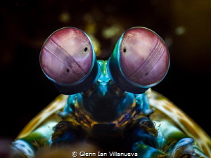 Another photo I've taken of a mantis shrimp hiding in his... by Glenn Ian Villanueva 
